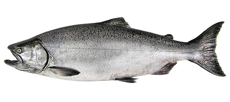 Chinook Salmon Aka The King Salmon